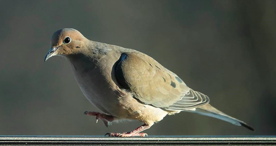 Mourning Dove